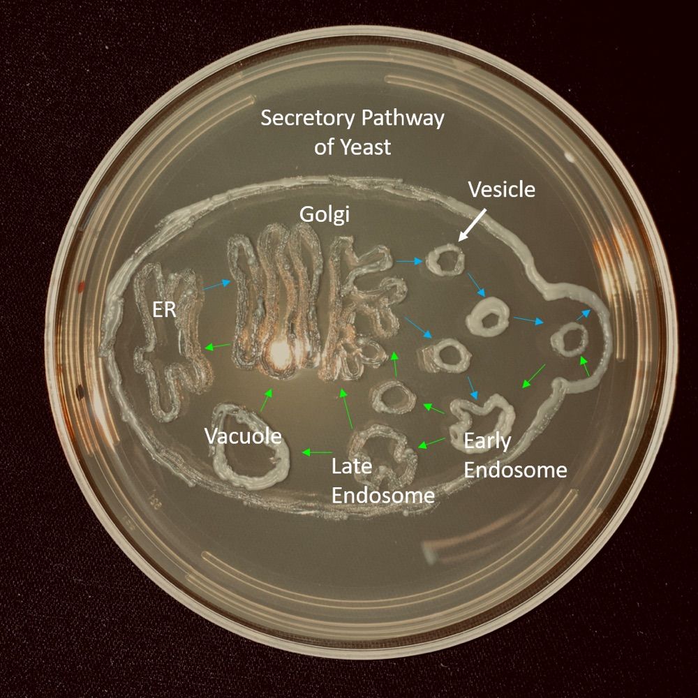 Graham Lab