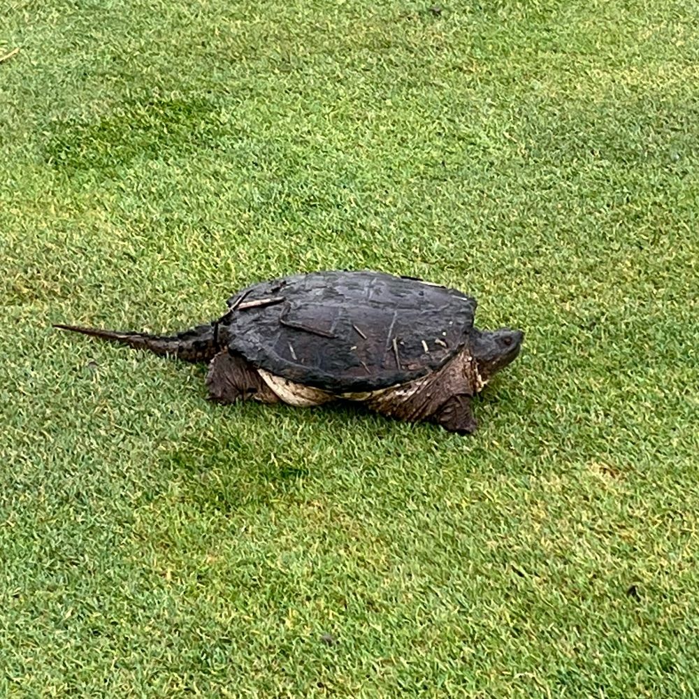 Taiki aka Tempura Golf