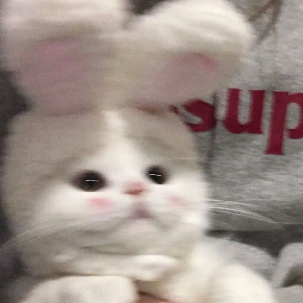 리보