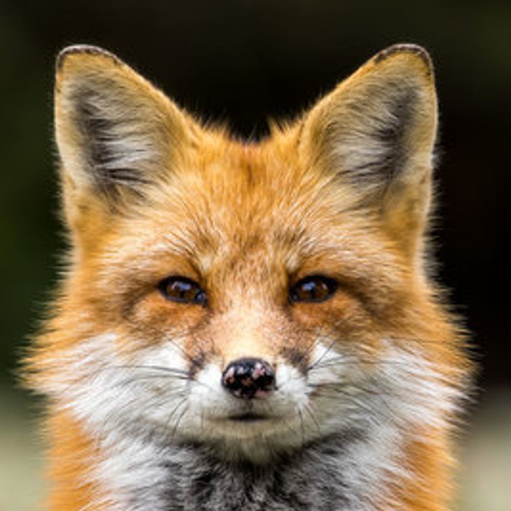 C Fox