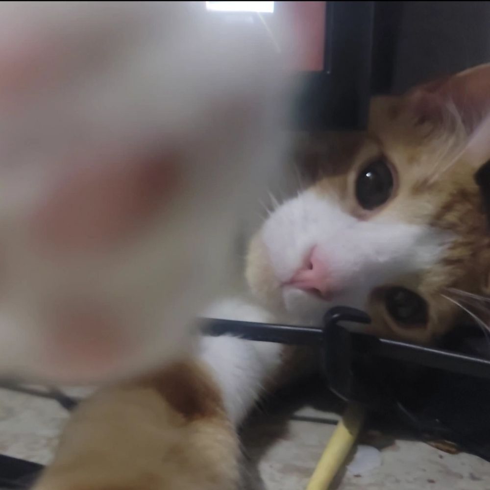 Soy