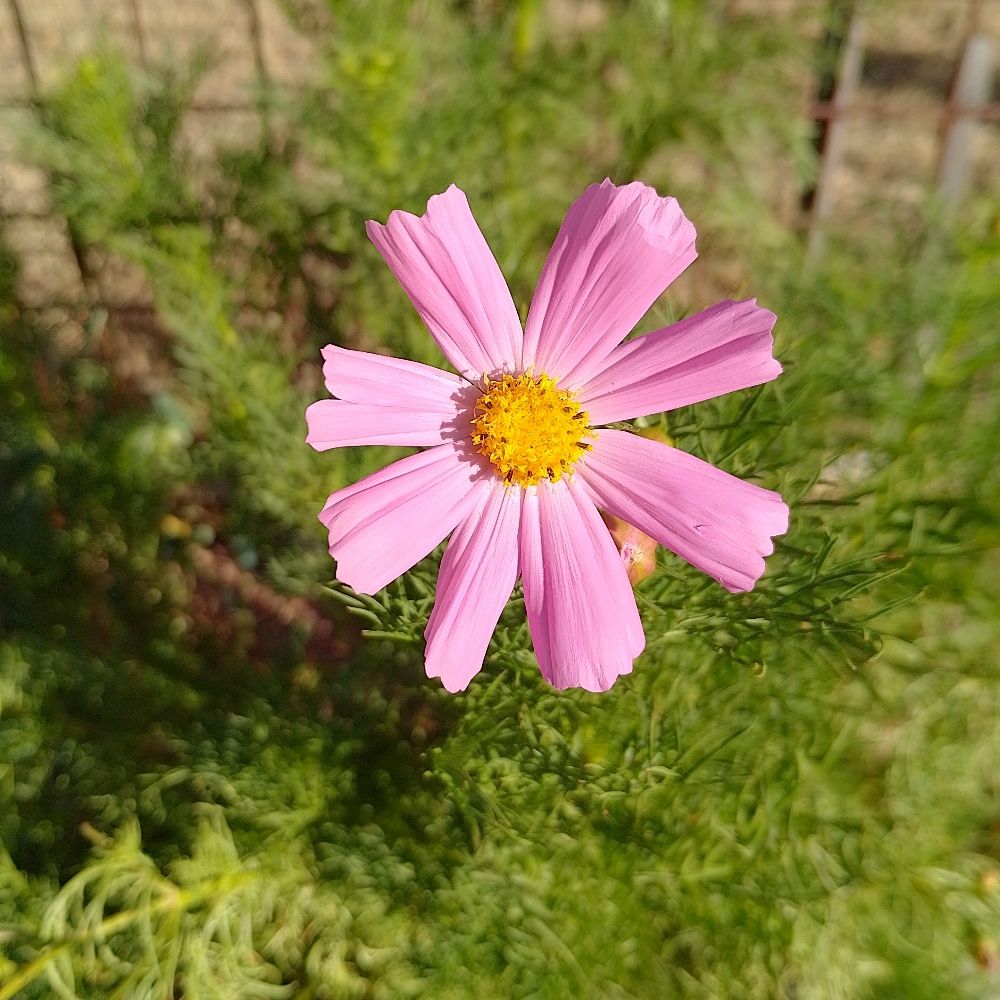 Cooma Community Garden
