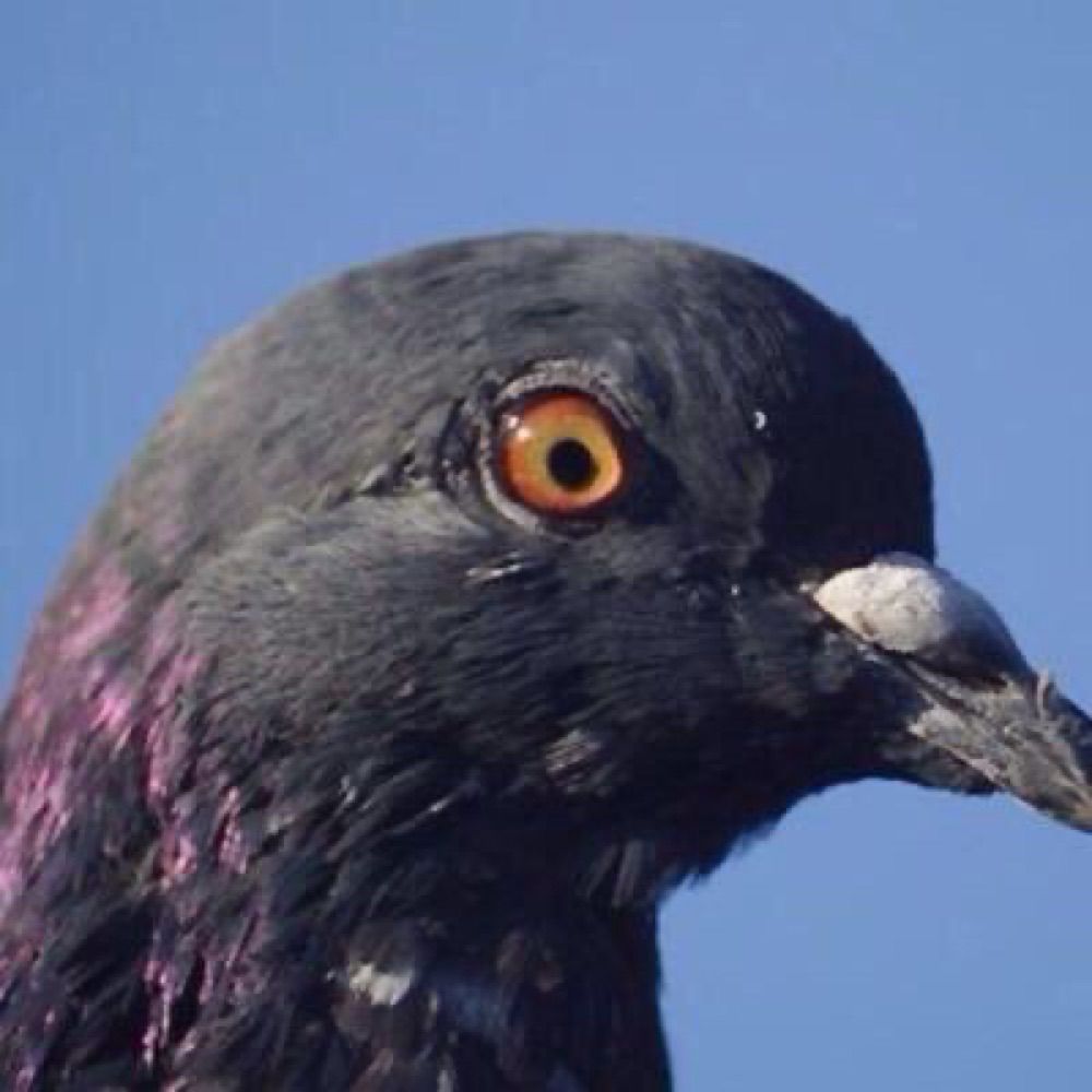 PigeonJon