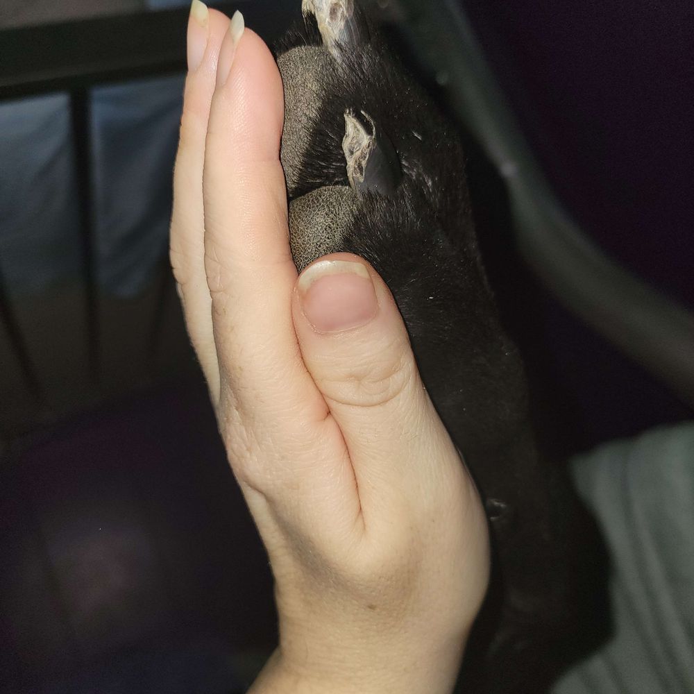 Bedlamwolf 