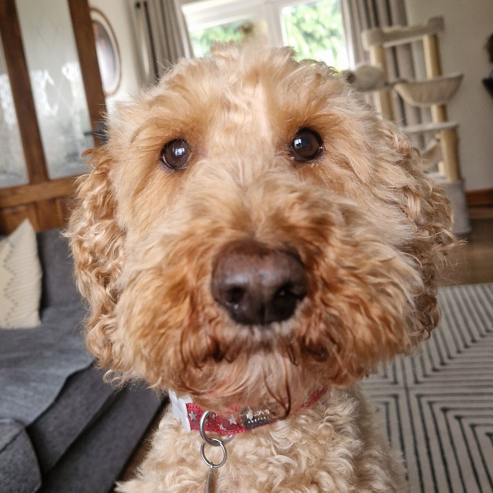Iain