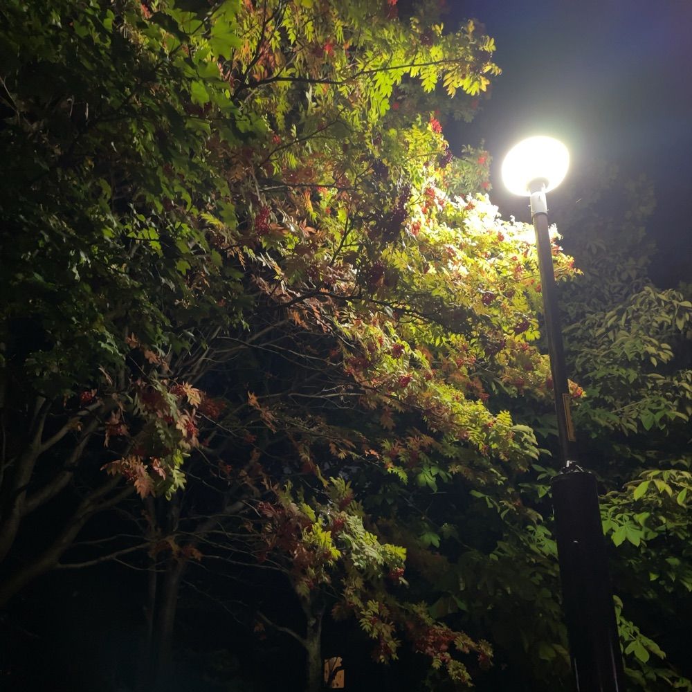 みーれいど