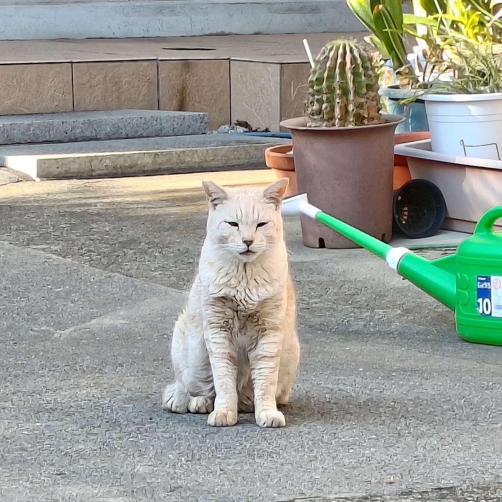 モノクマ