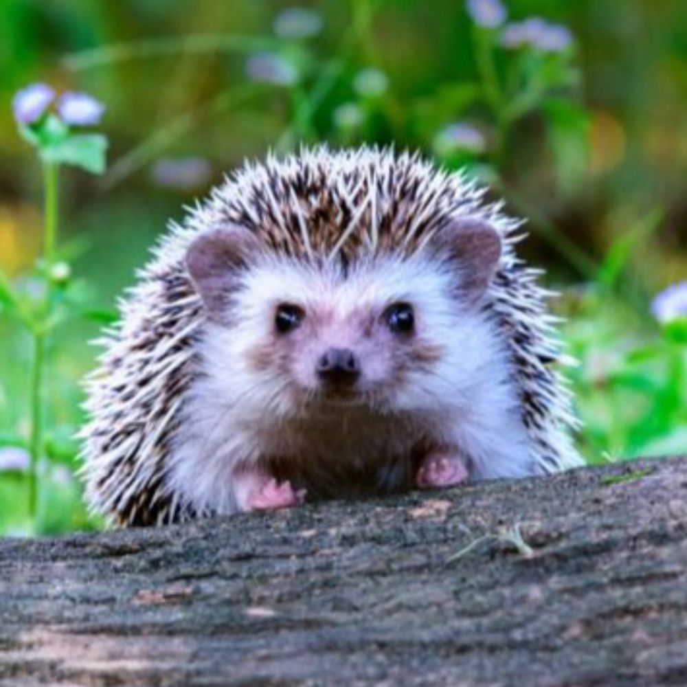Spike the hedgehog 🦔