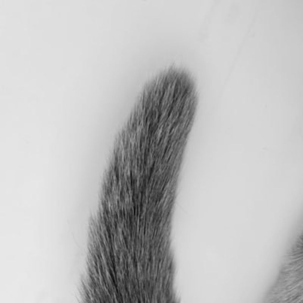 あおねこ
