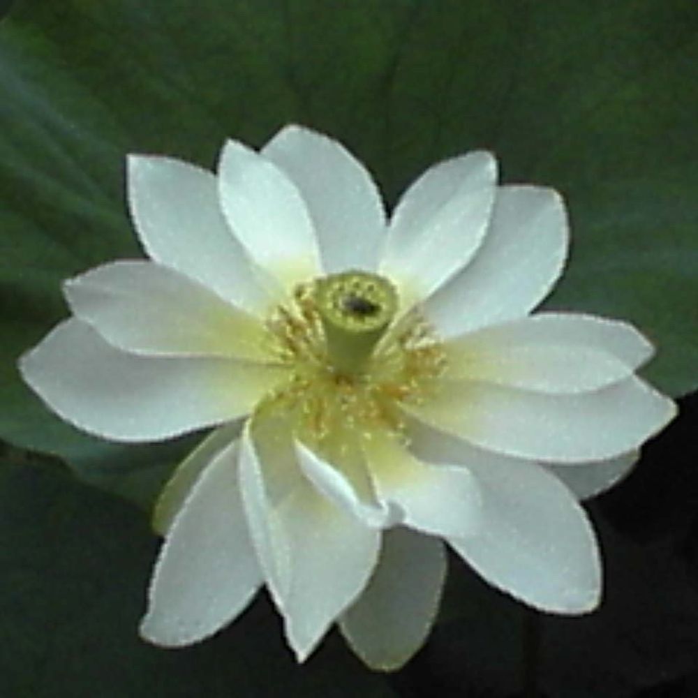 ちど