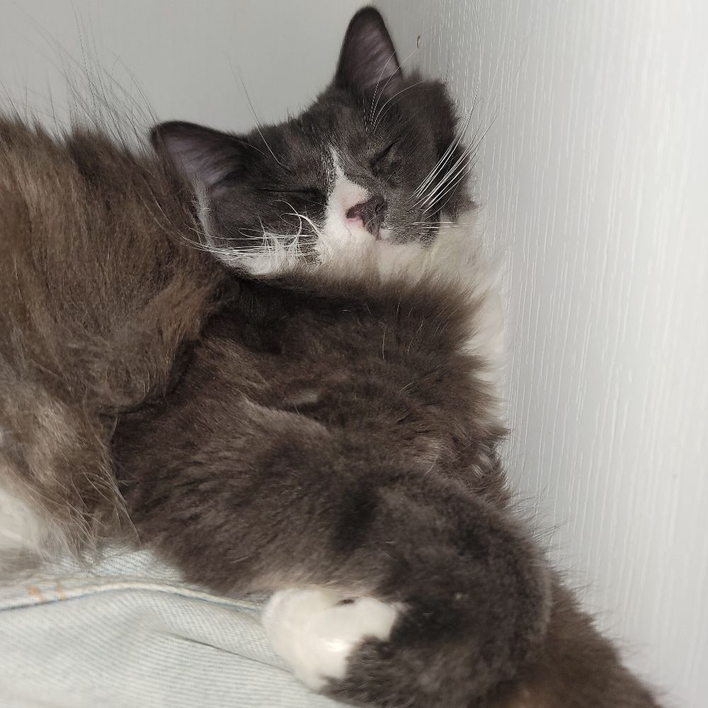 Moosh