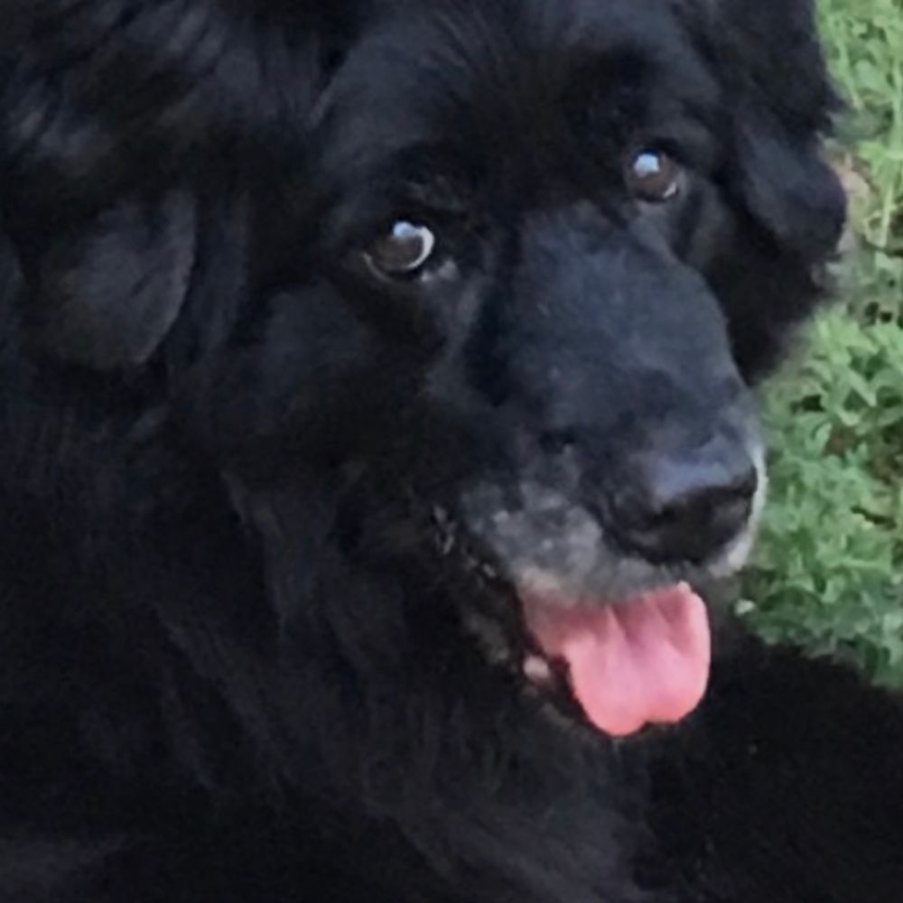 lucycharles1.bsky.social profile picture