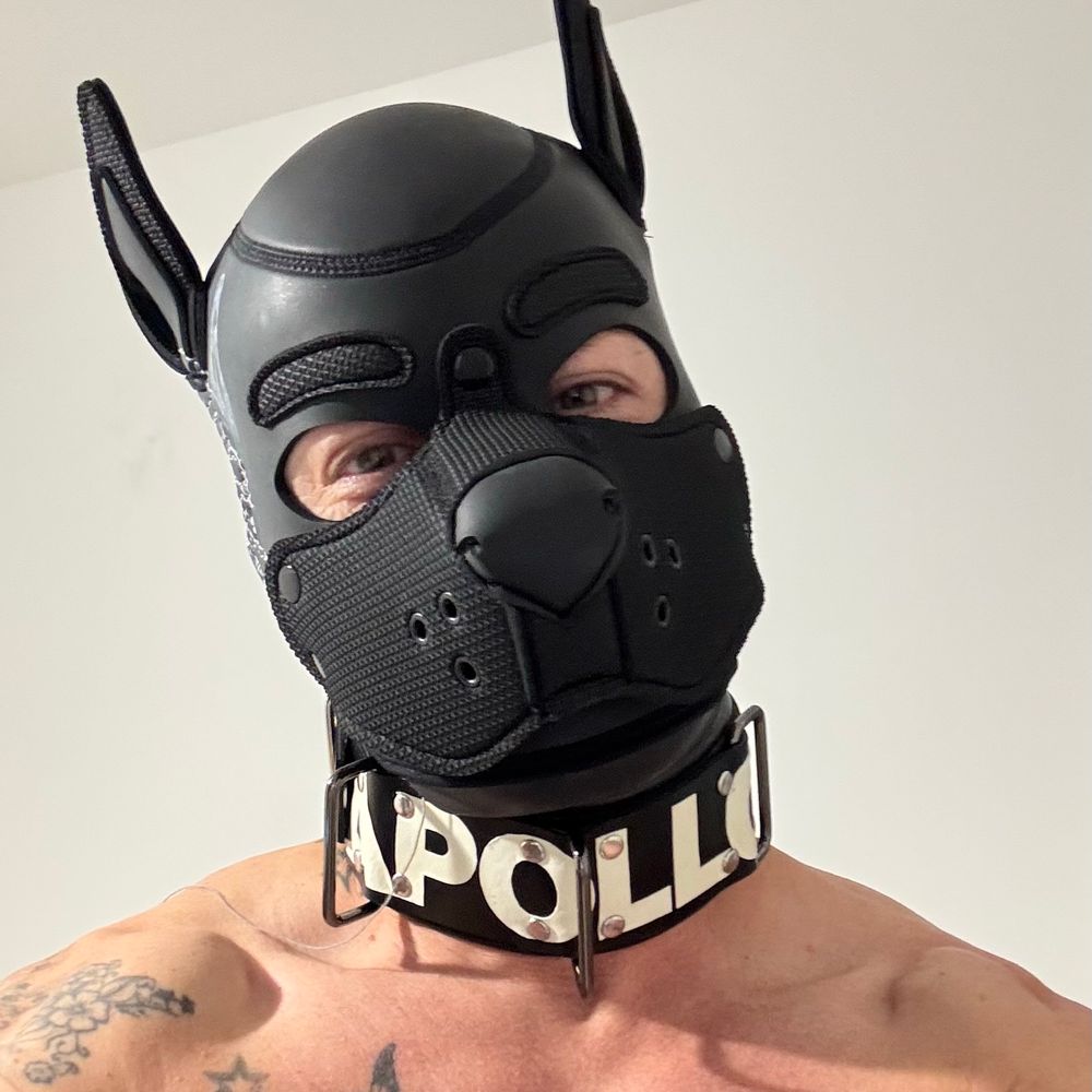 Tim of England (is) Pup APOLLO
