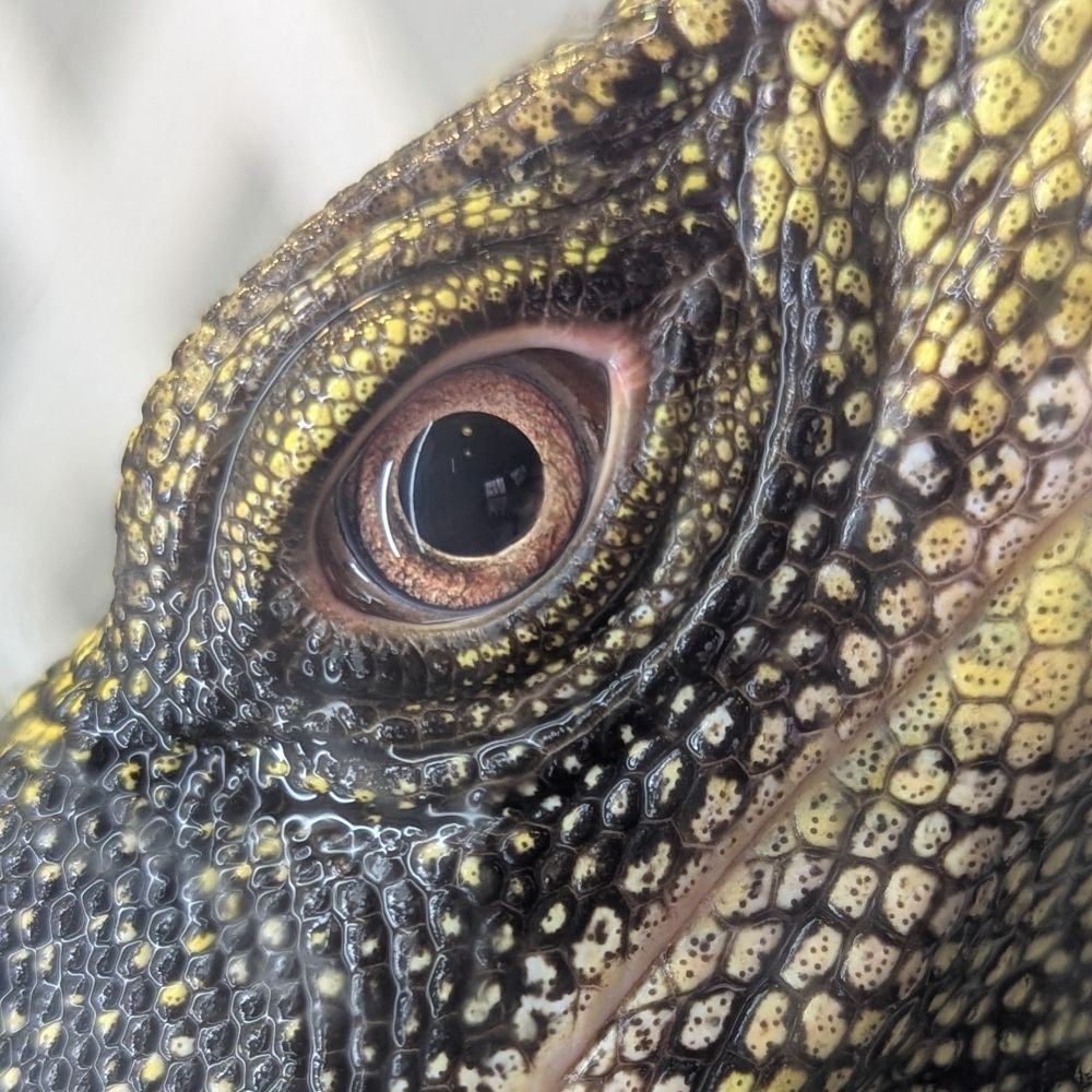 Beware of Lizard