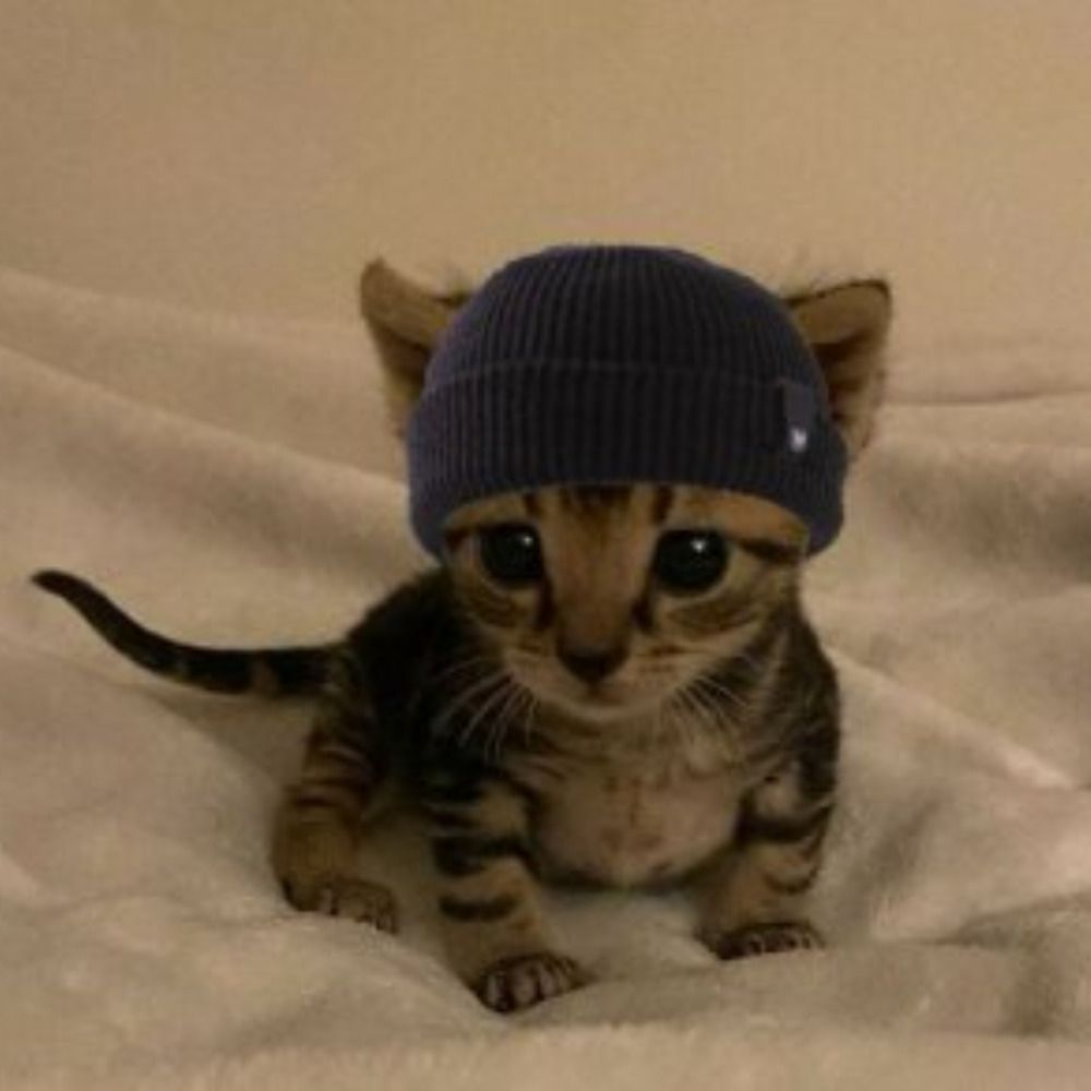 Smol Cat 🐈