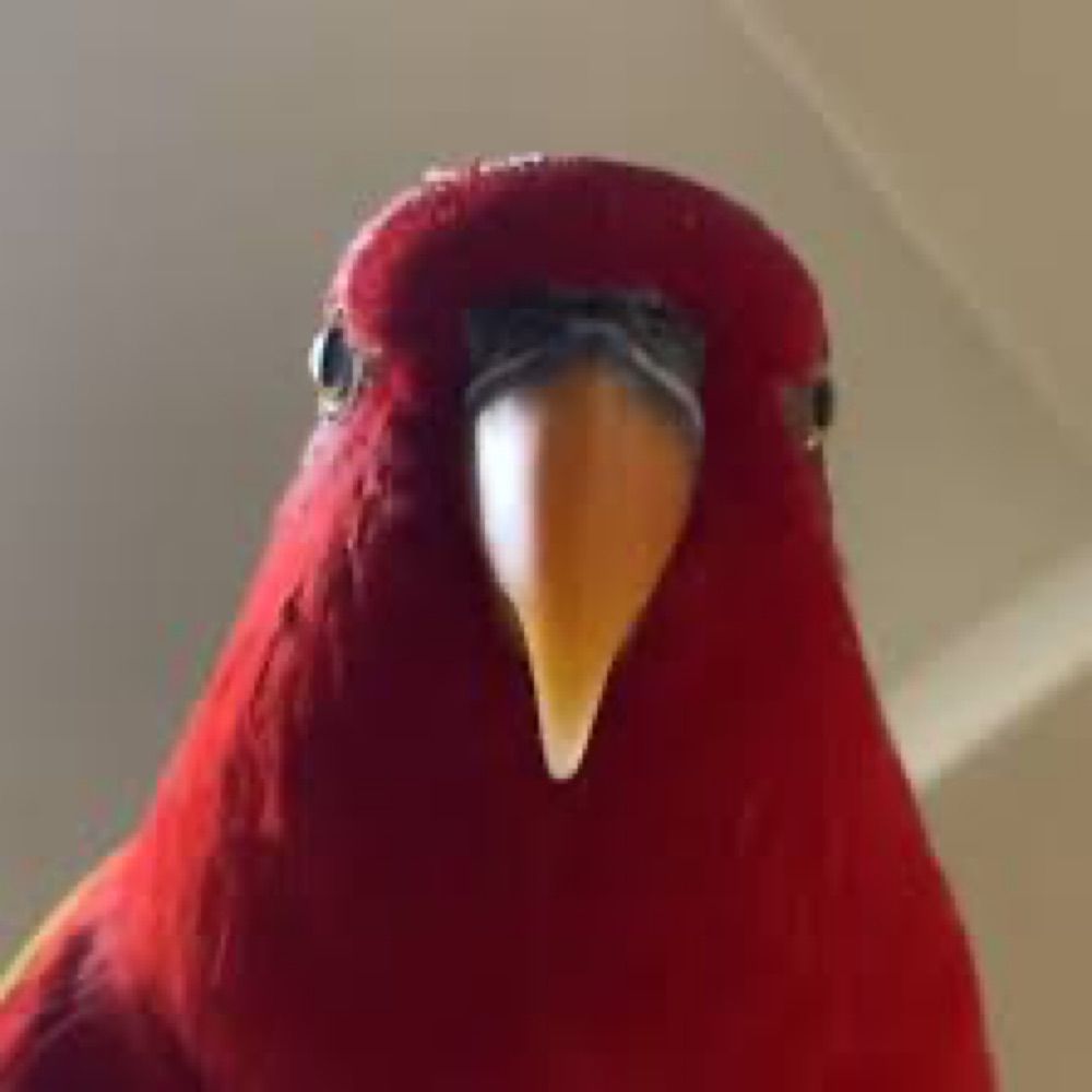 Birb