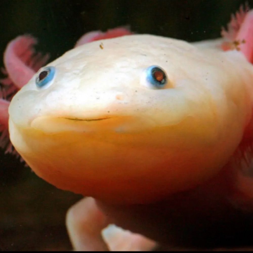 Neon axolotl