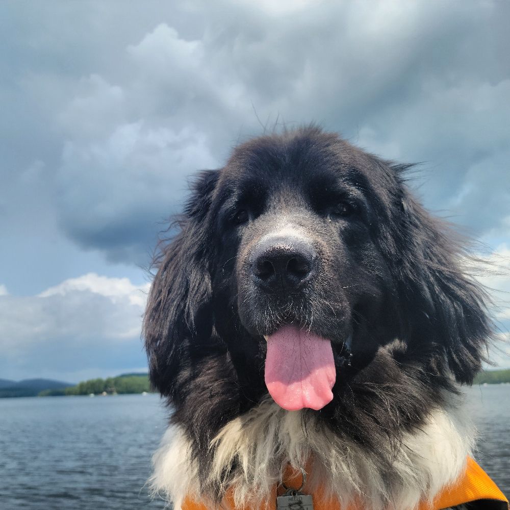 Leon the Newfie