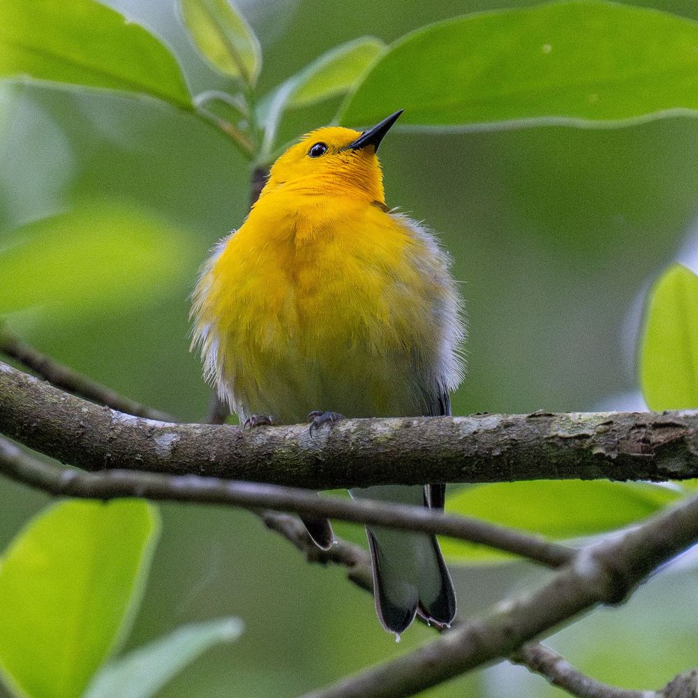 Matt (I post birds)