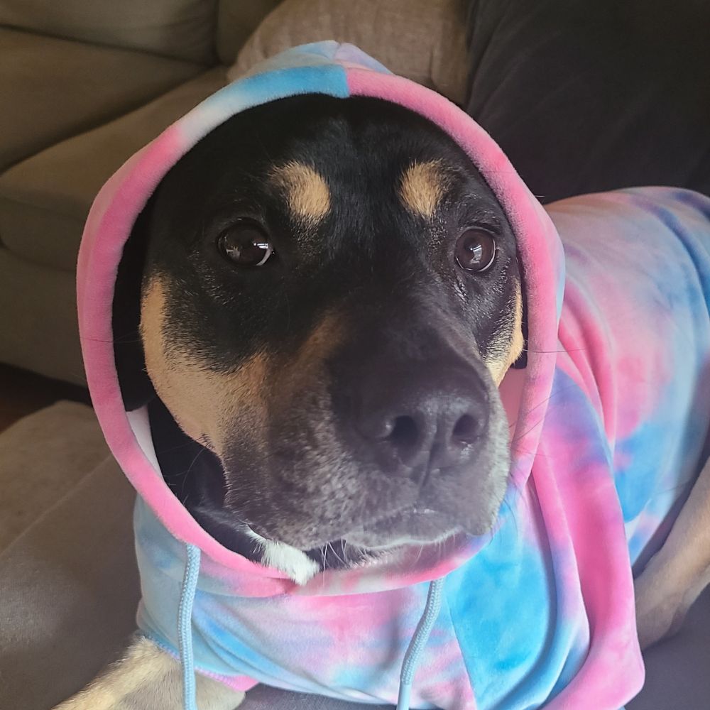 bear2929.bsky.social profile picture