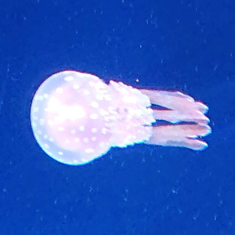凧糸