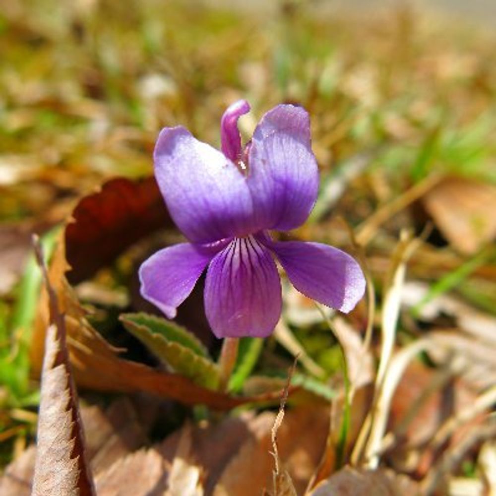 Hanul Jeon