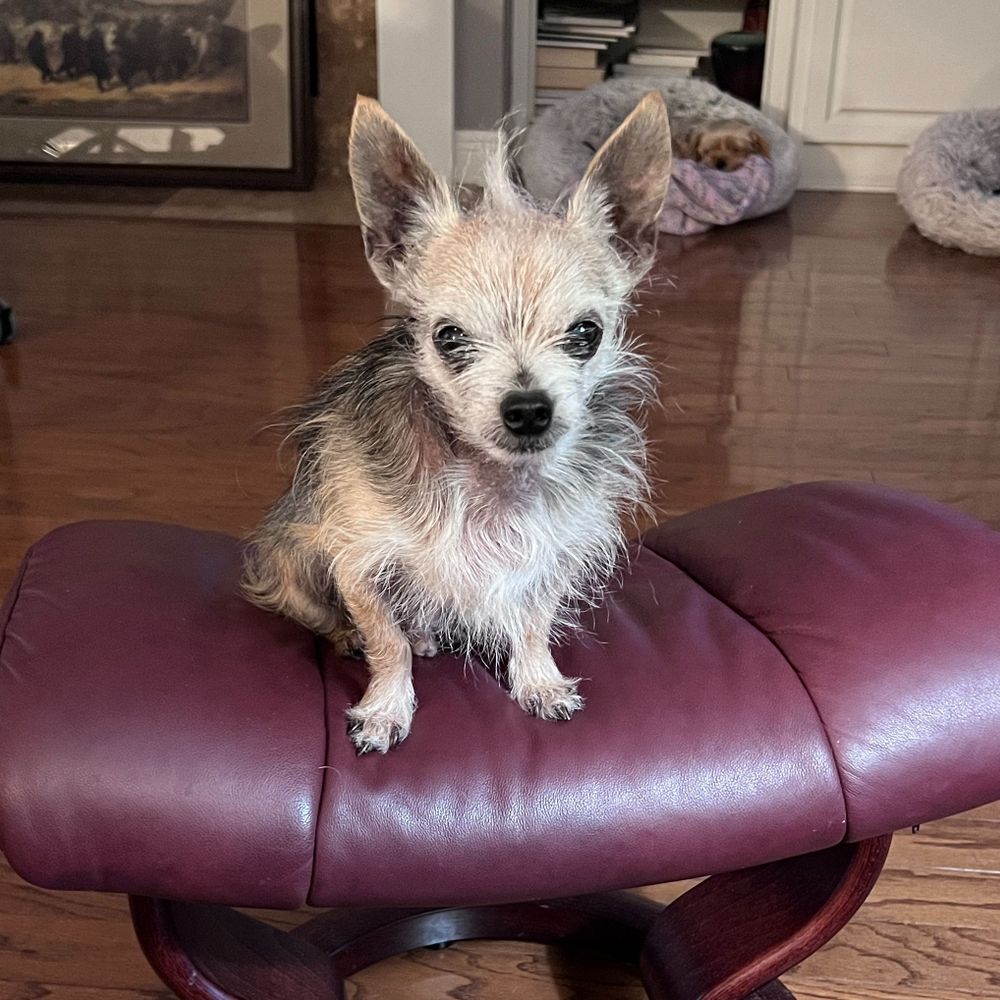 KikitheElf