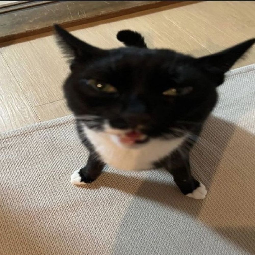 FENNIK!