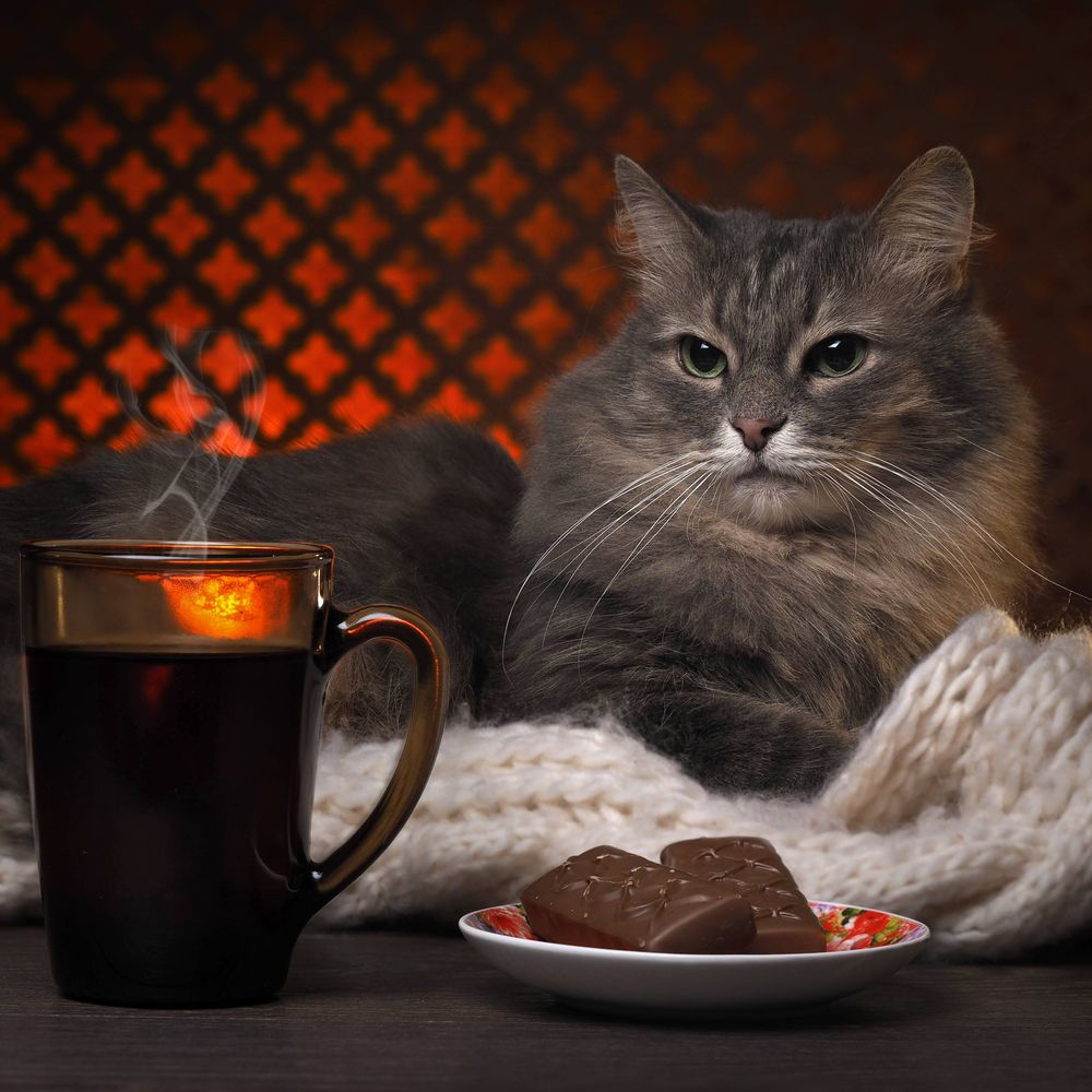 LongLash CoffeeCat, CoffeeCat for short
