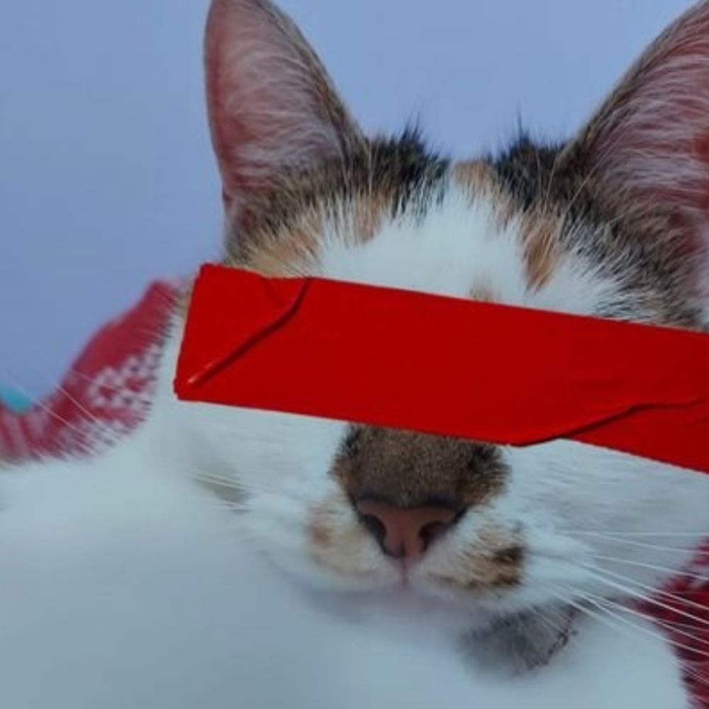 bandito