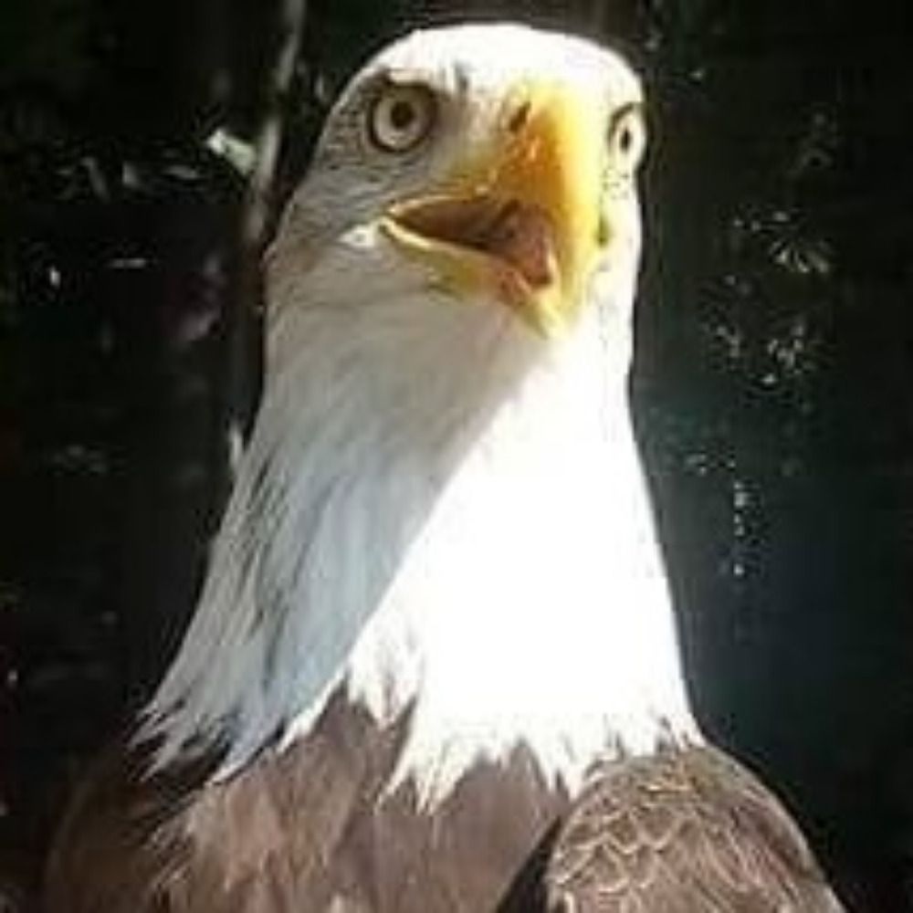 starcrow
