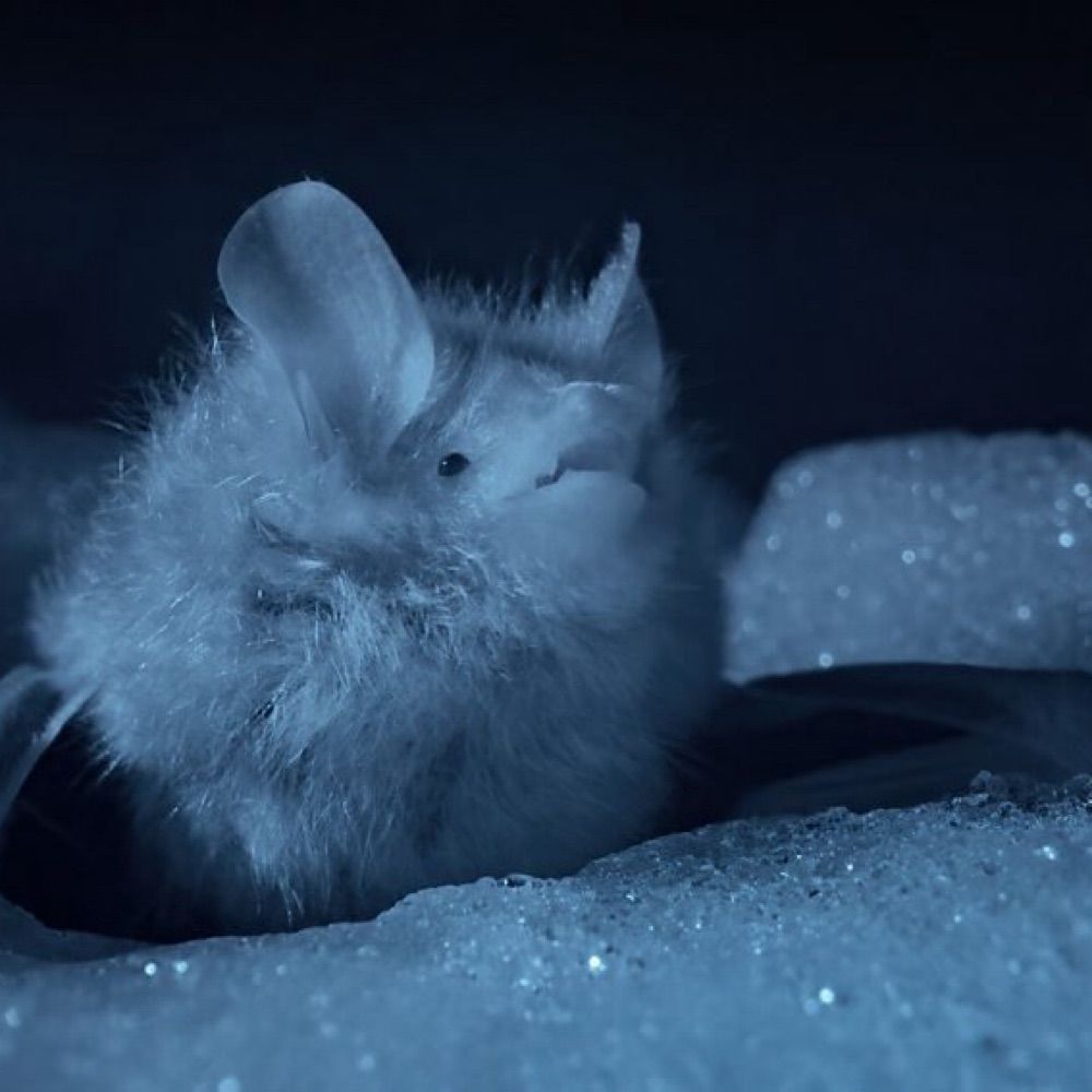 Ice✦
