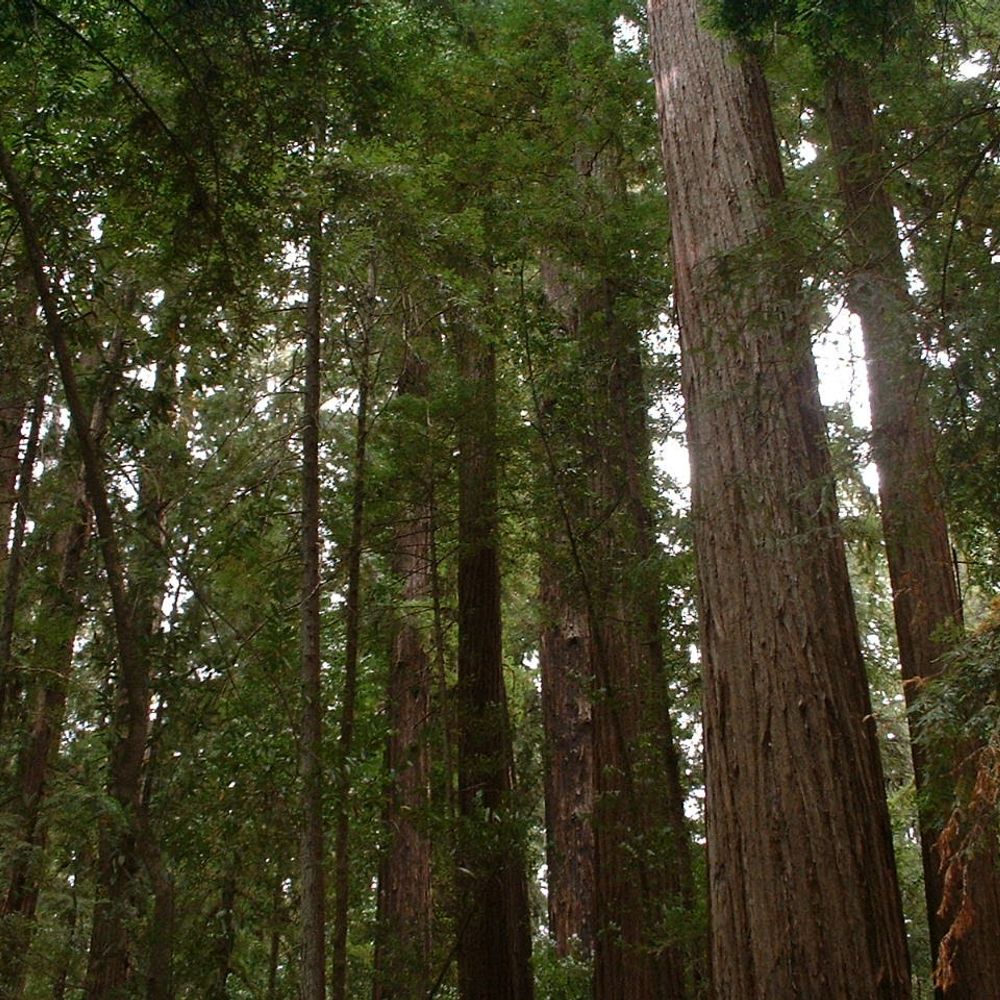 redwoodgirl.bsky.social profile picture