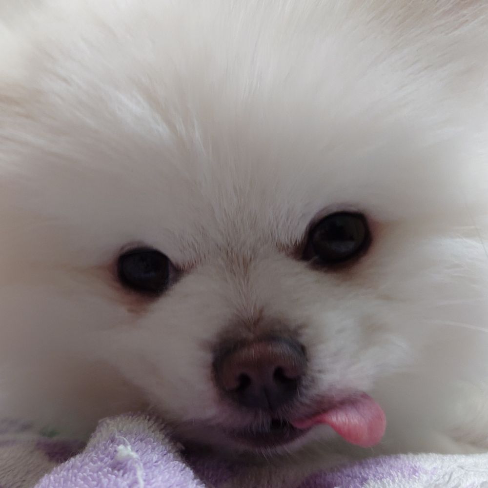 chokobey(ちょこべい)