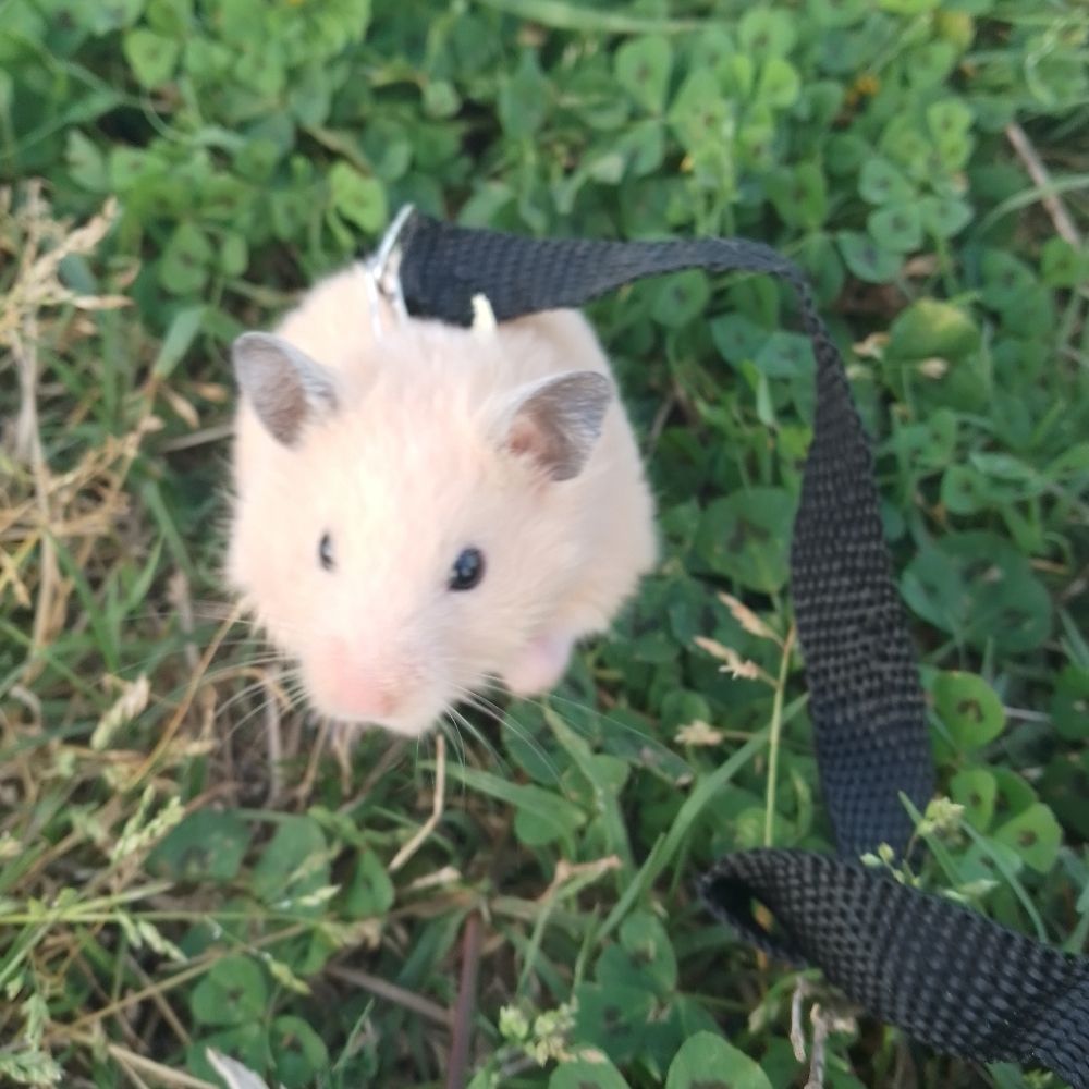 Hamsterrrship 