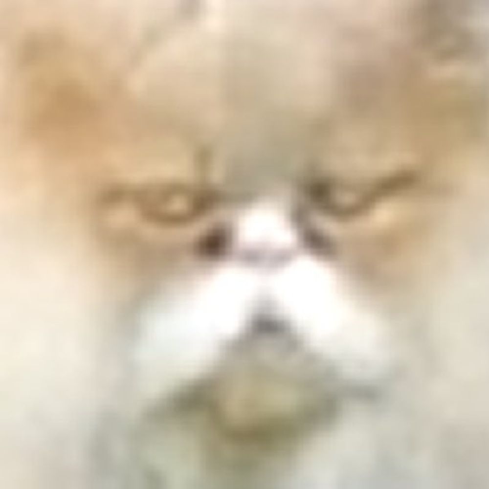an0nymooose