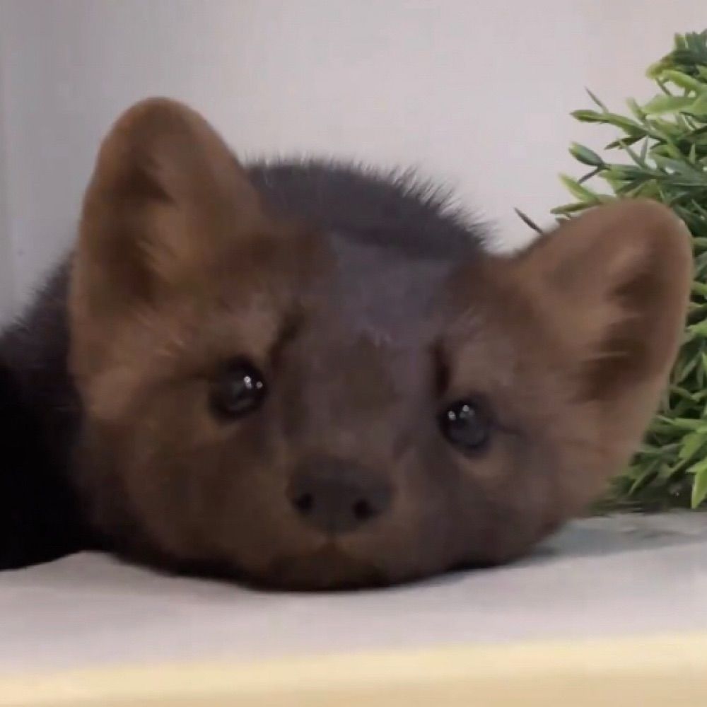 Mischevious Mustelid