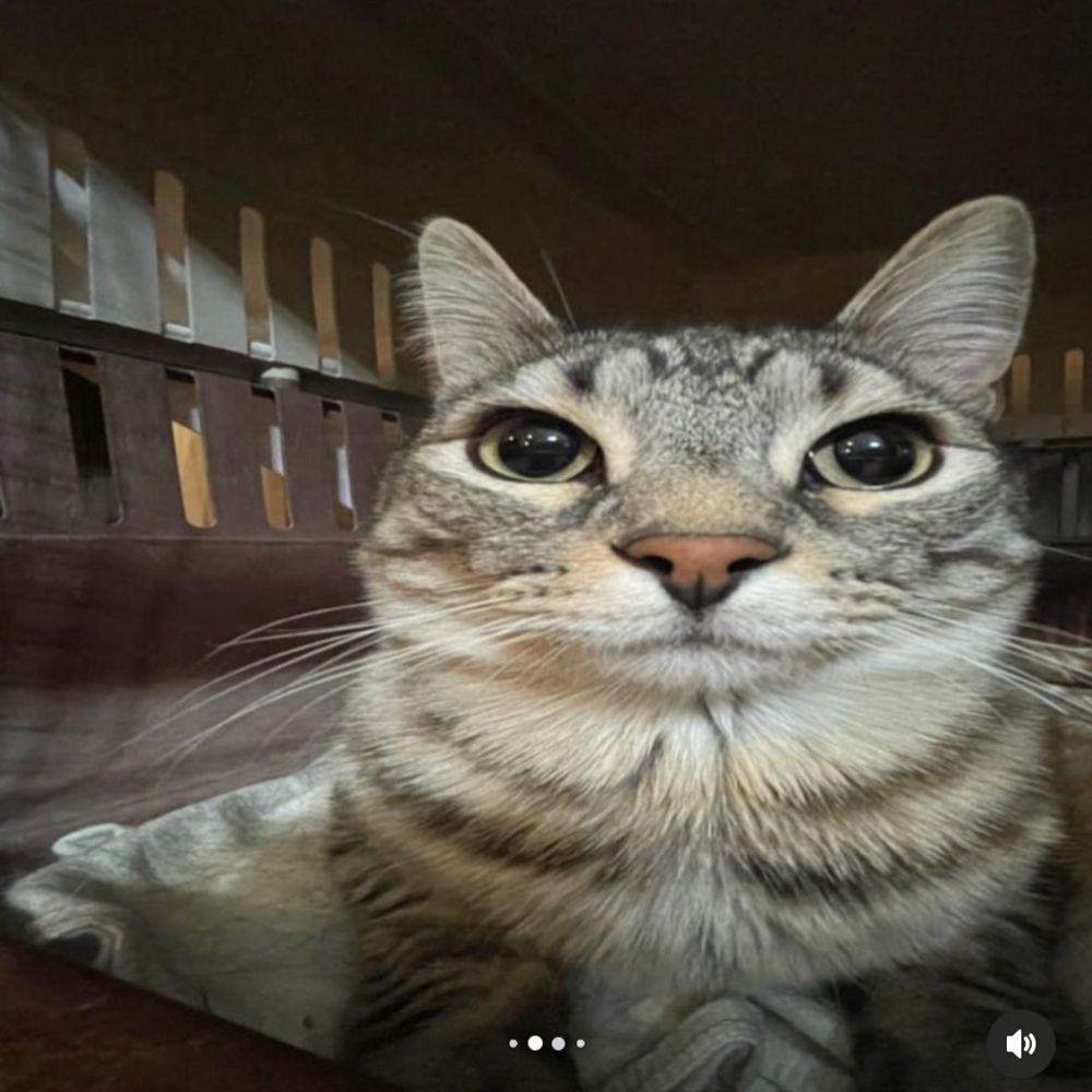 snowiface.bsky.social profile picture