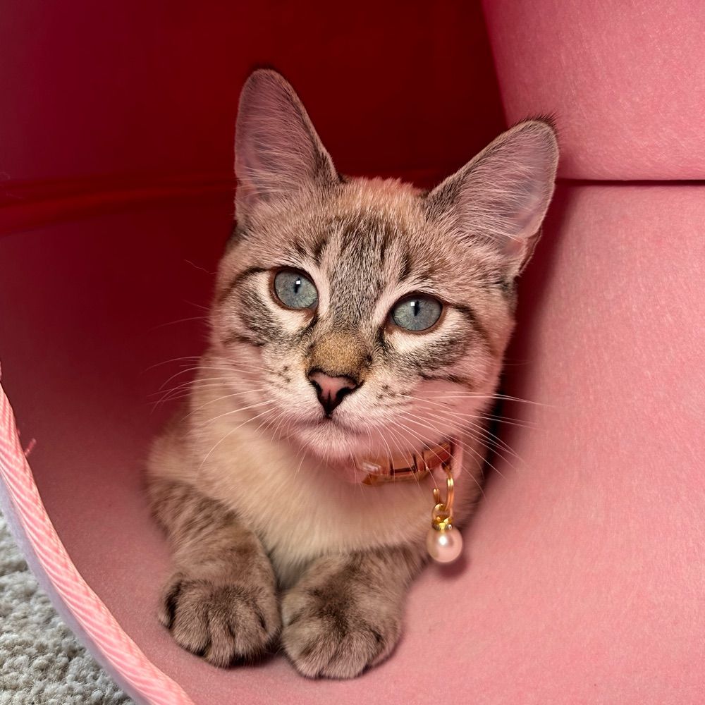 Gigi