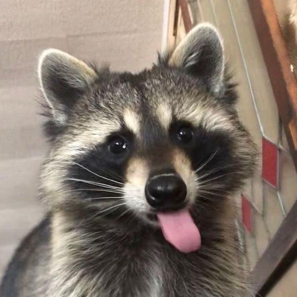 mlady mapache