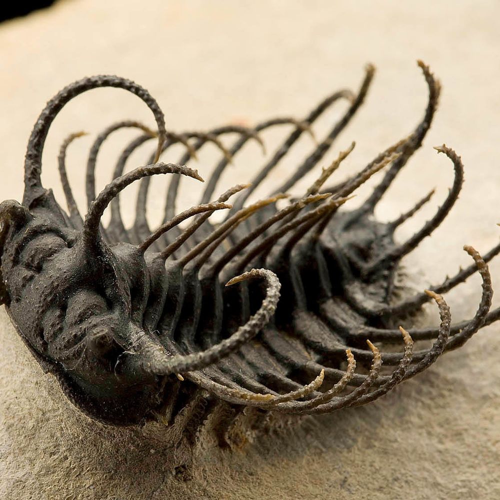 Mr Trilobite