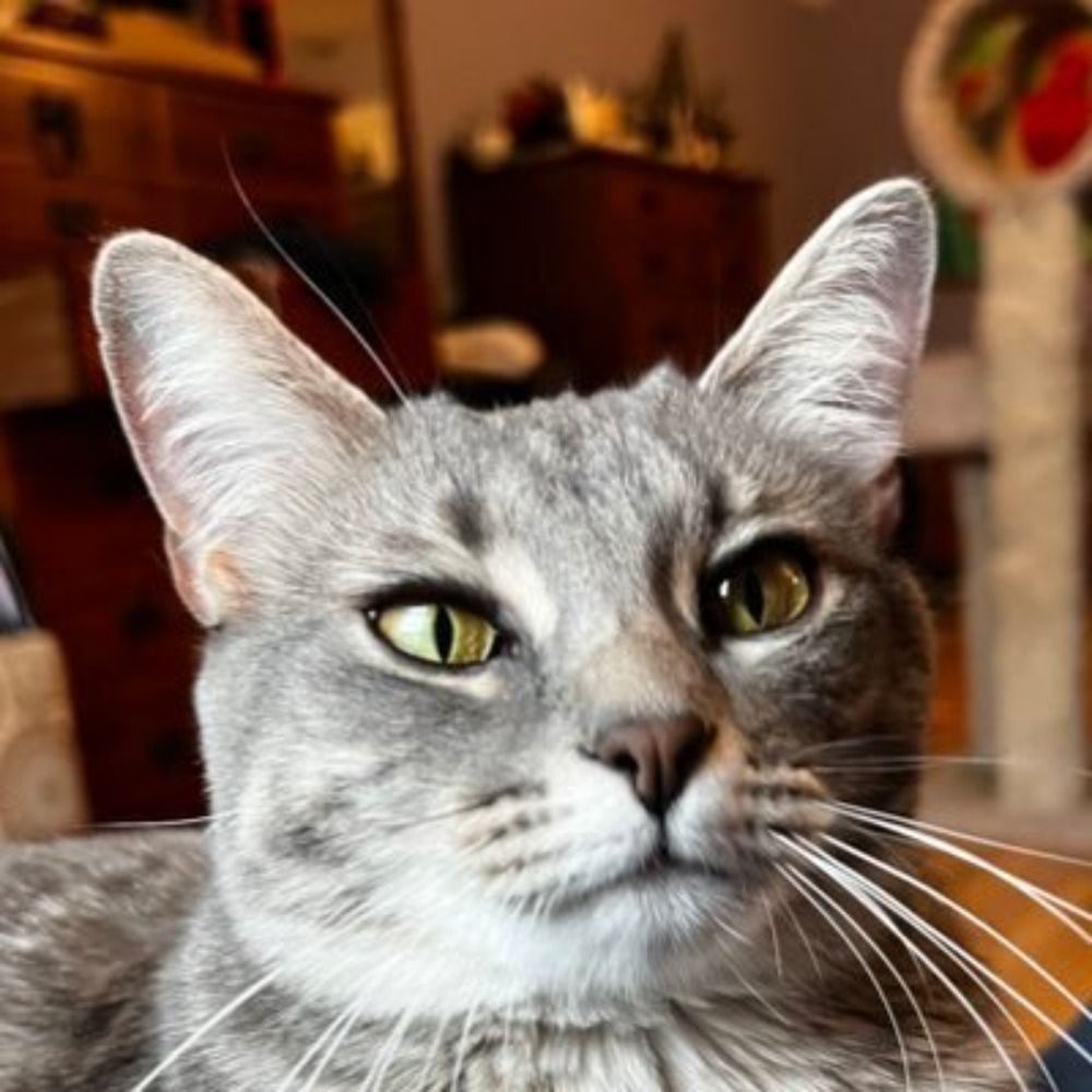 Tlingit Cat