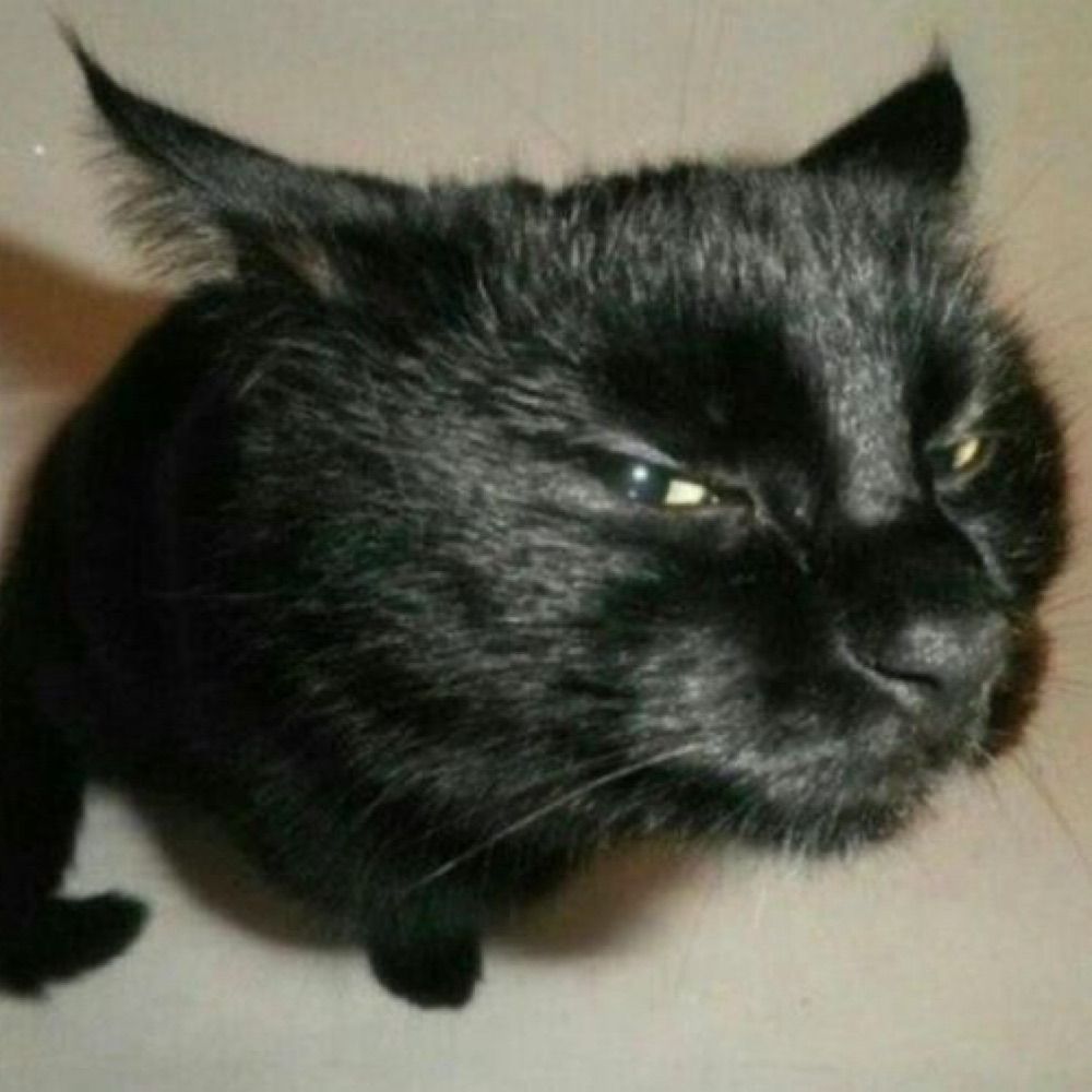 Chaokuay 🐈‍⬛