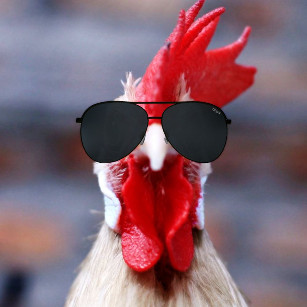 Fool Chicken