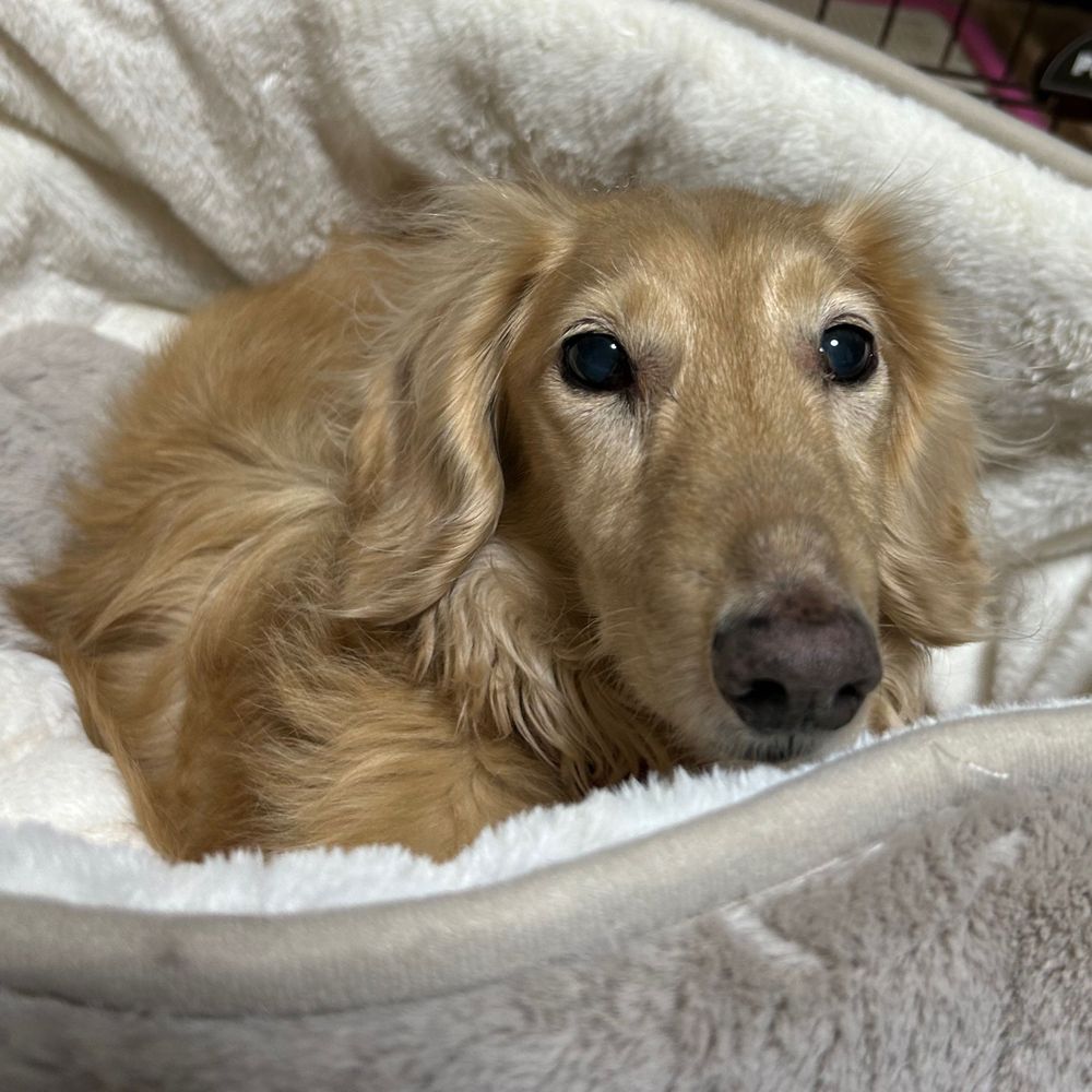 Javadog