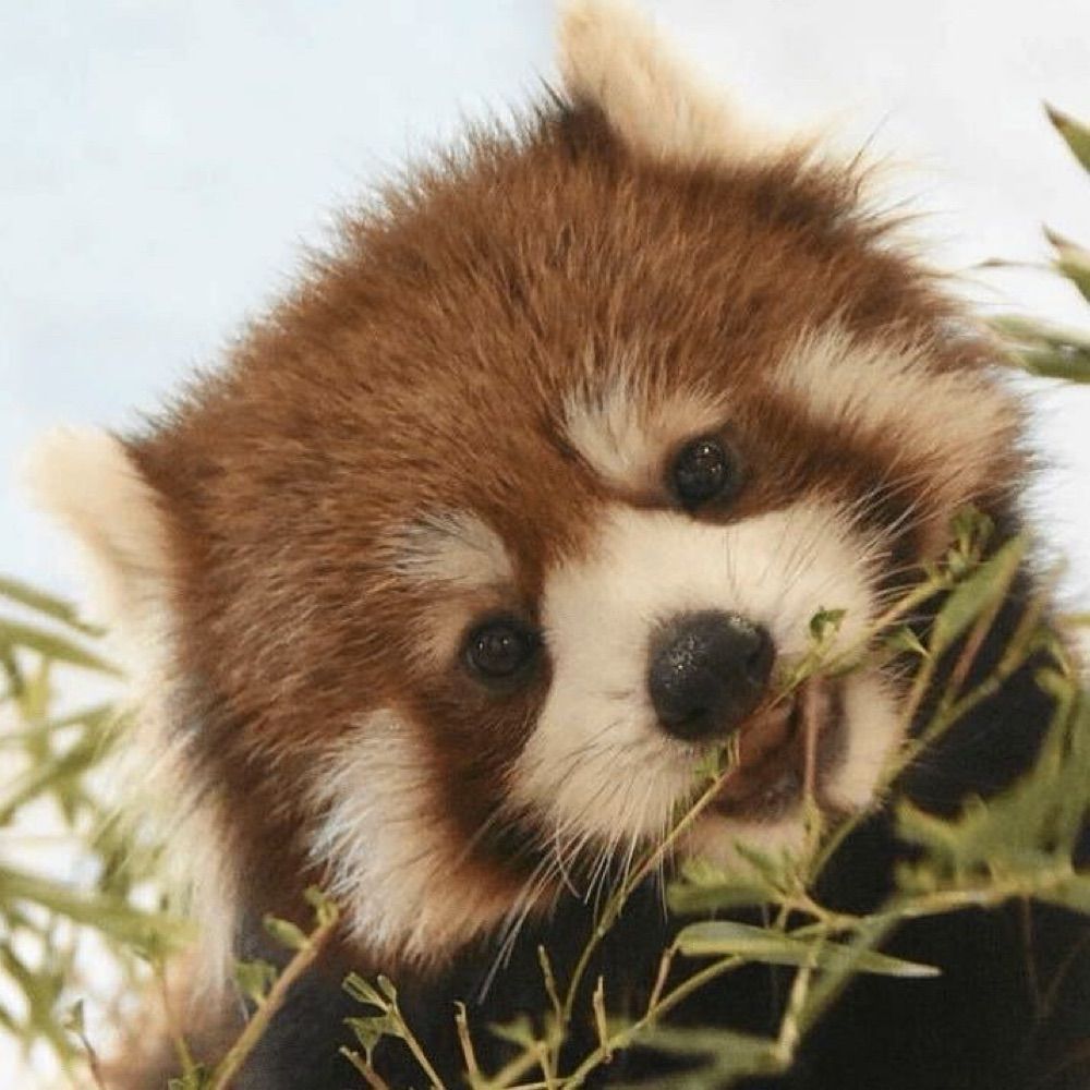 Redpanda Eunice