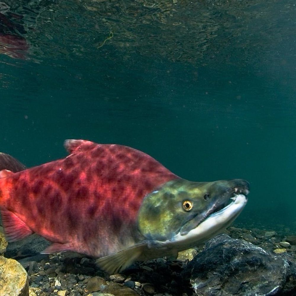 manic pixie dream fish