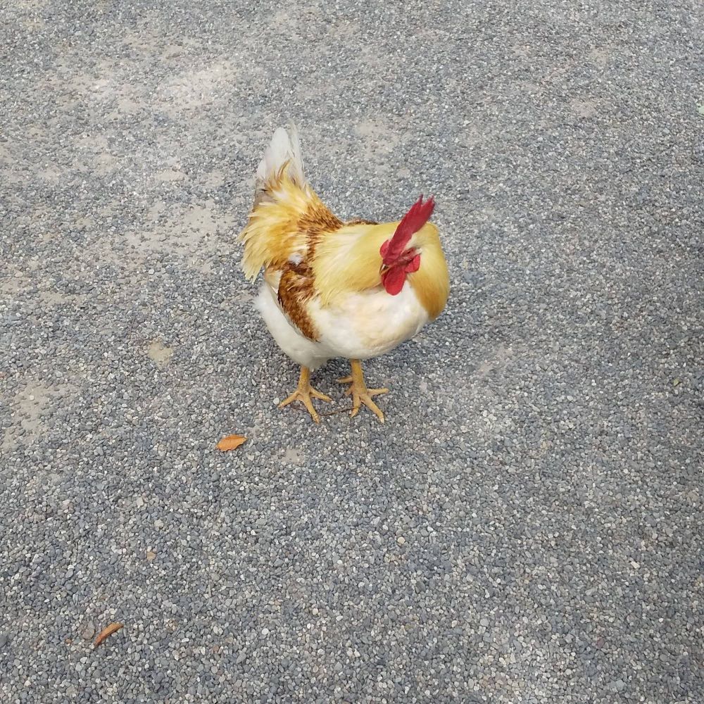 やまいも🍠