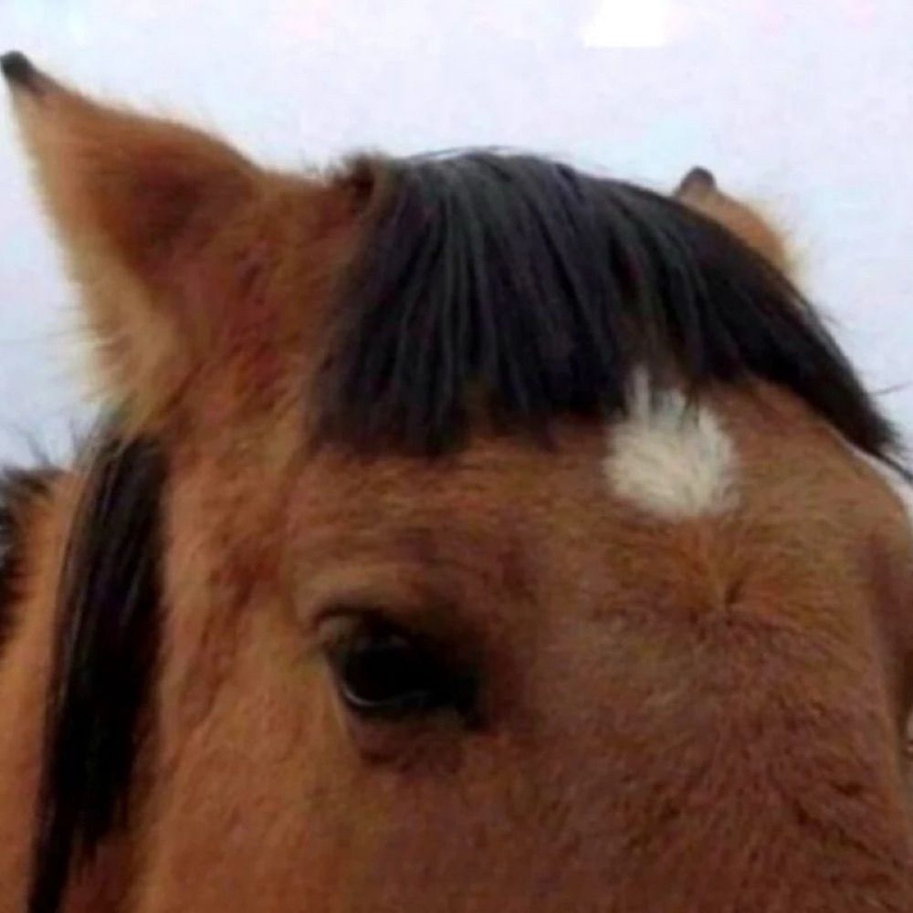 galinha errática