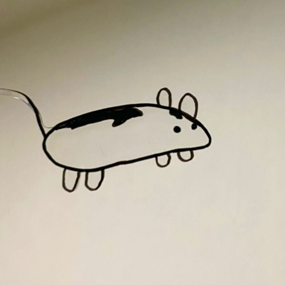 ヒトデ